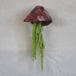 Jellyfish Amaranthus