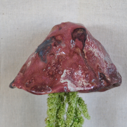 Jellyfish Amaranthus - Image 3