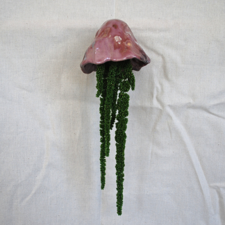 Jellyfish Amaranthus
