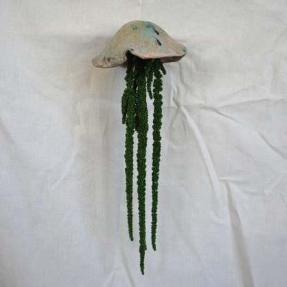Jellyfish Amaranthus