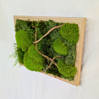 Large Light Wood Moss Frame with Driftwood & Air Ferns