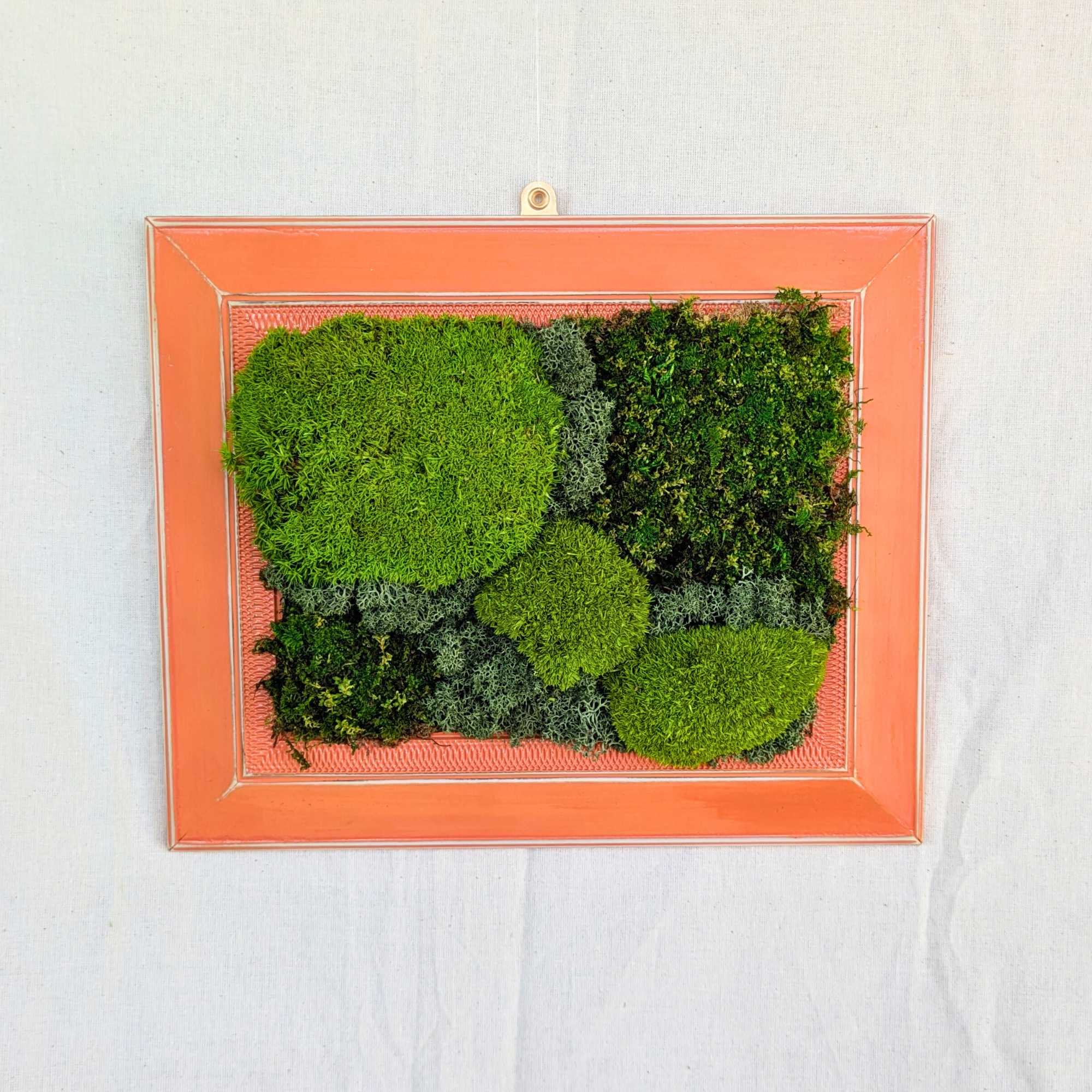 Medium Distressed Orange Frame with Preserved Moss - Image 3