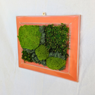 Medium Distressed Orange Frame with Preserved Moss