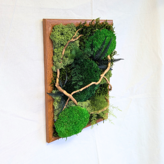 Large Wood Moss Frame with 'Brilliance' Ferns, Air Ferns & Driftwood
