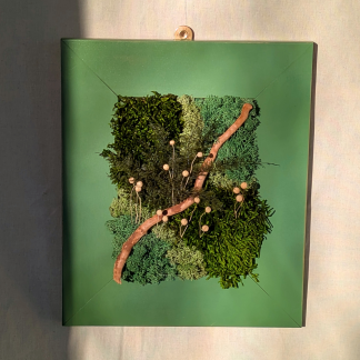 Large Green Moss Frame with Driftwood, Air Fern & Flax