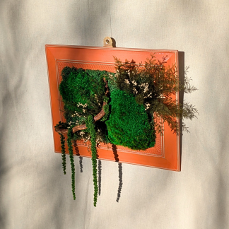 Medium Orange Moss Frame with Driftwood, Broom Blooms, Air Ferns & Amaranthus