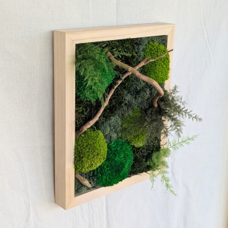 Large Light Wood Moss Frame with Driftwood & Air Ferns
