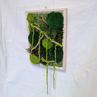 Large Light Wood Moss Frame with Amaranthus, Air Ferns & Driftwood
